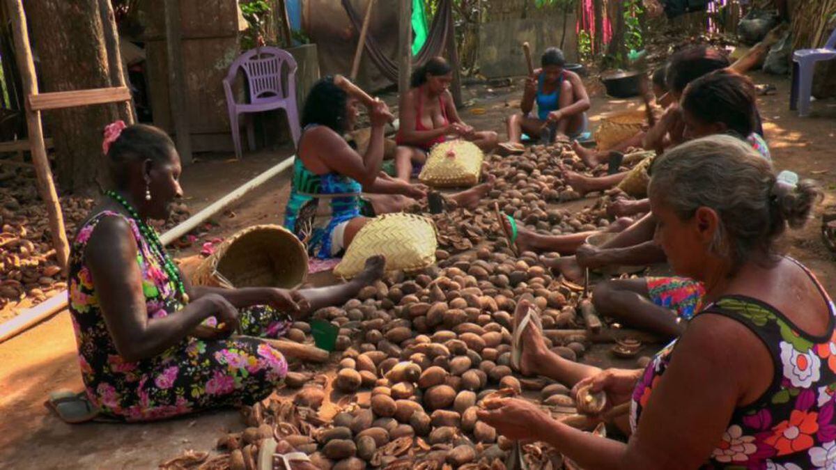 Vozes da Floresta o documentário que revela as muitas crises do