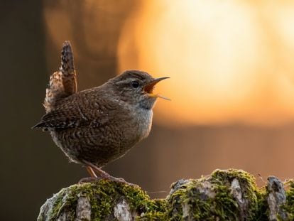 Um pássaro canta durante o pôr do sol.