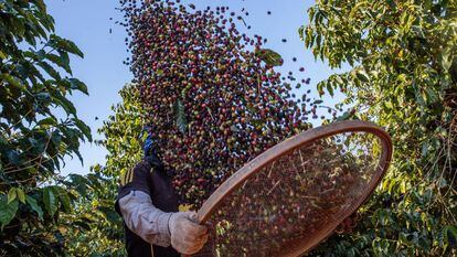 Agricultor durante a colheita de café em Guaxupé.
