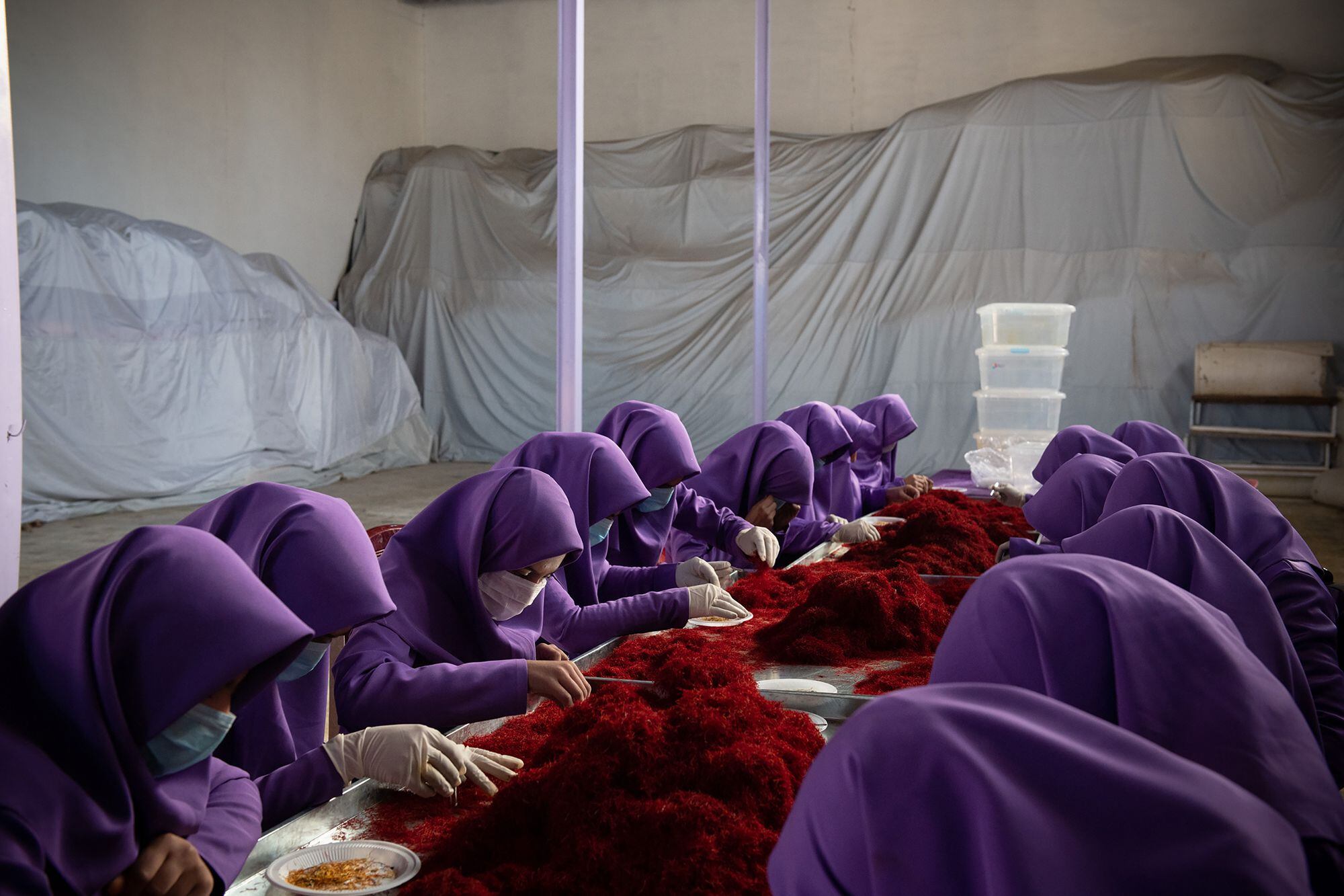 Grupo de mulheres trabalha o açafrão em Herat (dezembro de 2018). 
