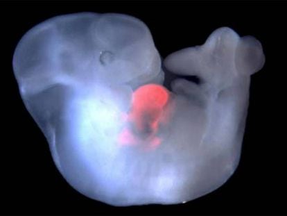 Um embrião de camundongo com células de rato em seu coração.