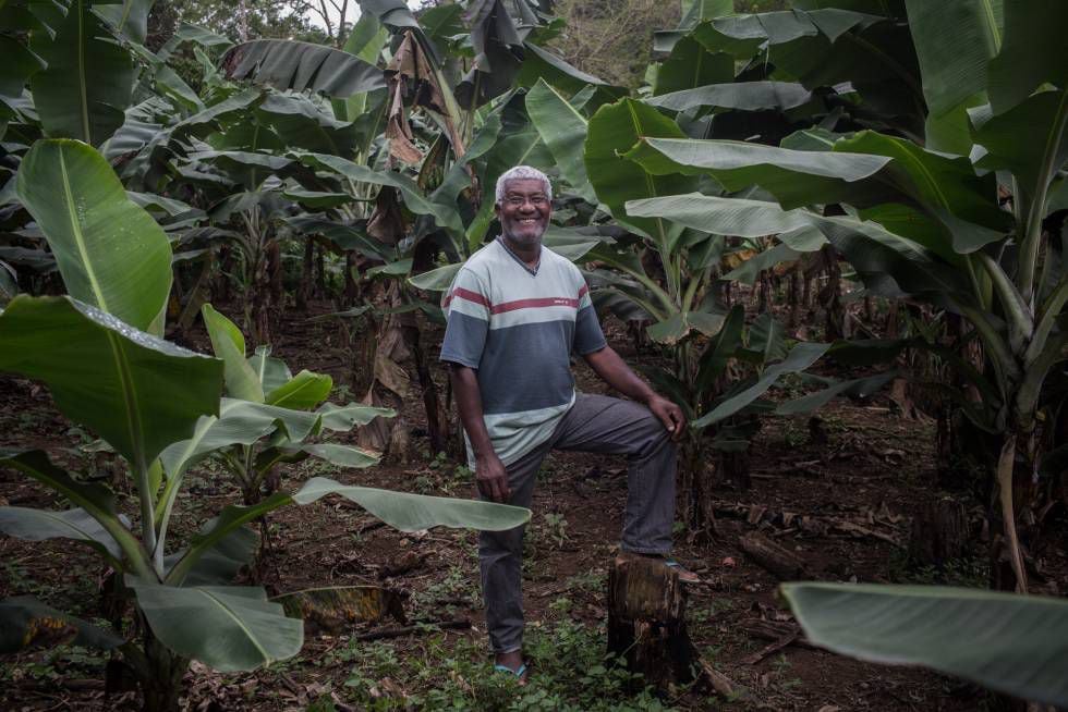 Ditão, em sua plantação de bananas no 'quilombo' de Ivaporunduva, ao lado de Eldorado.