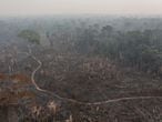 Amazonas area devastada por la tala
