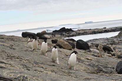 Grupo de pinguins-de-adélia na baía de Lützow-Holm, na Antártida, desfrutam de fácil acesso a alimentos para aumentar seu peso corporal e garantir sucesso reprodutivo no verão sem gelo.