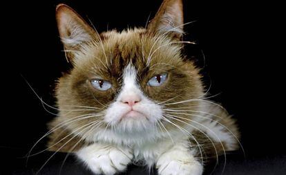 Grumpy Cat, a 'Gata Rabugenta' mais amada da Internet. posa para foto em Los Angeles em 2015.