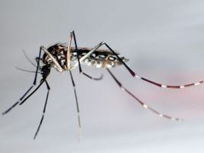 Um mosquito Aedes aegypti.