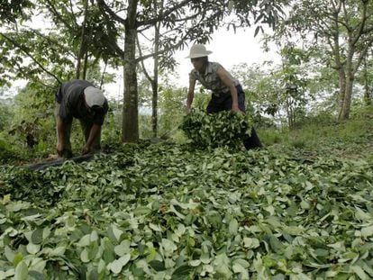 Plantação de coca na região de Ayacucho, Peru