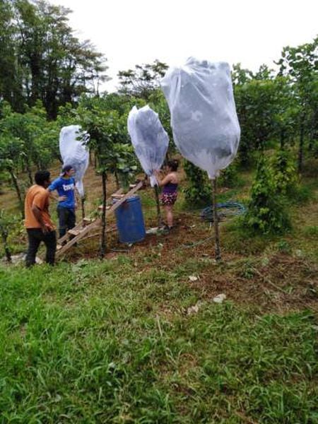 Trabalhadores na produção de larvas.