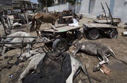 Alguns animais mortos nas proximidades do colégio-refúgio, no campo de refugiados de Yabalia, em 30 de julho de 2014.