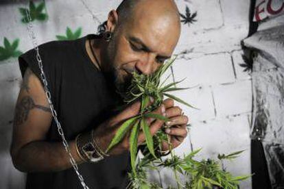 Um membro da Rede de Usuários de Drogas e Cultivadores de Cannabis do Uruguai posa para uma foto ao lado de um pé de maconha.
