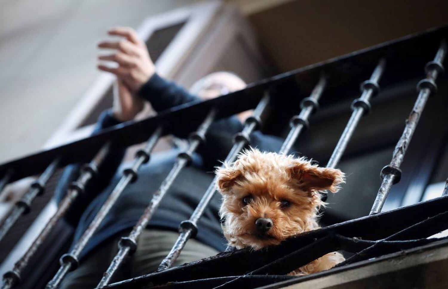 Um cachorro numa sacada de imóvel em Madri.