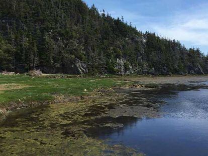 As zonas úmidas de Terra Nova, no Canadá, registraram uma das maiores elevações regionais do nível do mar.