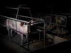 ‘Camisa de parto’ de uma fazenda de exploração animal no México.
