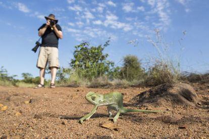 Turista fotografa camaleão no Parque Nacional Kruger, na África do Sul.