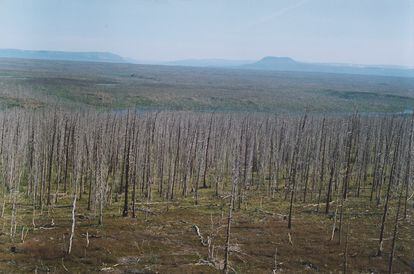 As árvores estão morrendo num raio de dezenas de quilômetros da cidade de mineração Norilsk, na Sibéria.