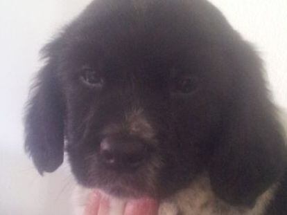 O cachorro abandonado, hoje com dois anos, quando tinha três meses.