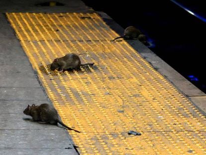Vários ratos procuram comida na estação de metrô de Herald Square, em Nova York