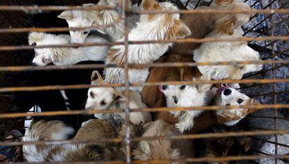 Vários cachorros em uma jaula de um mercado asiático.