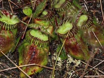 A 'Cephalotus follicularis' é uma planta carnívora que só se dá no sul da Austrália