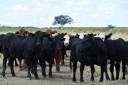Fazenda dedicada à criação de gado em Inverell (Austrália)