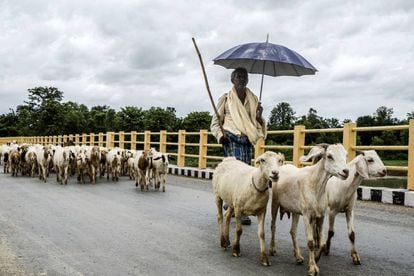 Cabras cruzando o rio Tina Au, no Nepal, um dos países mais afetados pela mudança climática.