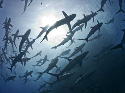 Um grupo de tubarões nas águas do arquipélago de Revillagigedo.