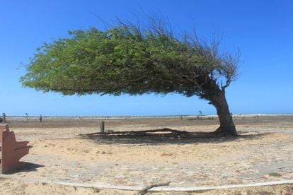 Árvore do Cabelo Penteado, no litoral do Piauí, parte da Rota das Emoções.