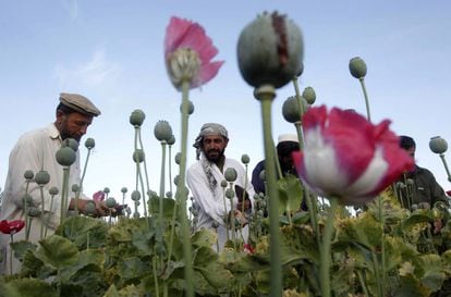 Agricultores plantam papoula para a produção de heroína na província de Jalalabad (Afeganistão).