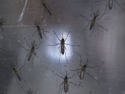Mosquitos Aedes aegypti, transmissores do zika, em um laboratório.