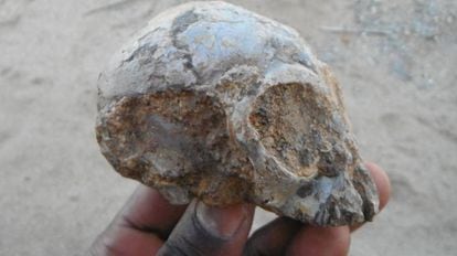 Crânio fóssil descoberto perto do lago Turkana