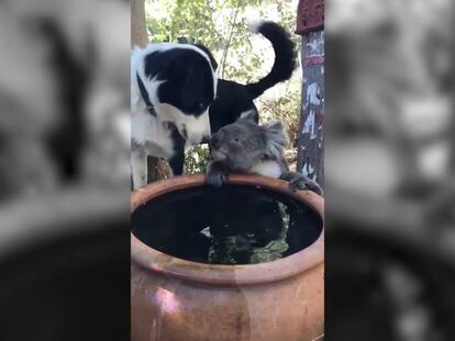 Rusty, dividindo sua água com um coala, no vídeo compartilhado no Facebook. 