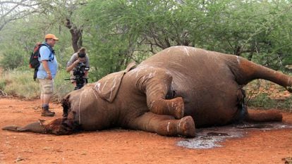 Um elefante mutilado para obter seus caninos, em Botsuana.