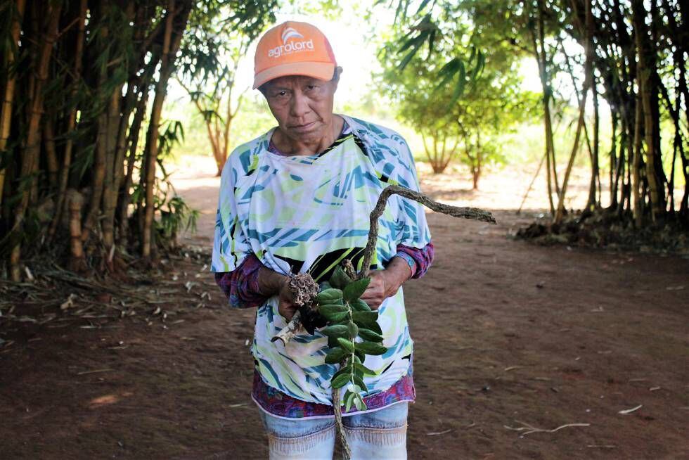 Elaine Guarani Kaiowá, 80 anos, mostra as raízes que tem usado para tratar os sintomas de intoxicação.