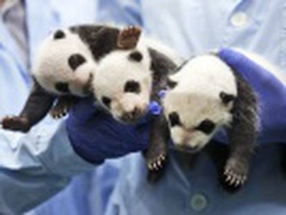 Os três bebês, nascidos em julho em um zoológico no sul do país, seguem com vida, algo inédito em sua espécie