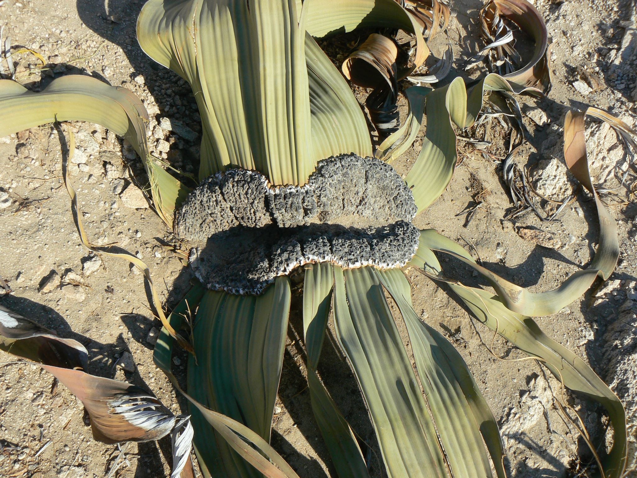 Lábios de madeira que protegem a zona crucial para o crescimento de uma ‘Welwitschia’. 