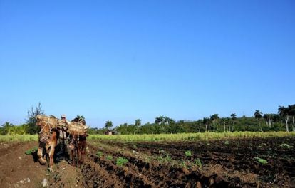Agricultor em lavoura no Brasil.