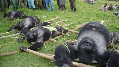 Gorilas caçados na República Democrática do Congo.
