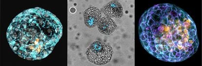Modelos de embrião humano denominados iBlastoides, gerados no laboratório de José Polo.

