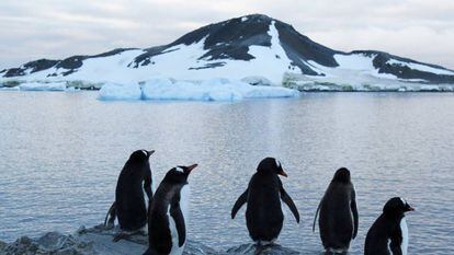 Pinguins em uma área da Antártida