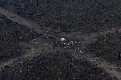 Vista aérea de um desmatamento na Amazônia para expansão da pecuária, em Lábrea, Amazonas.