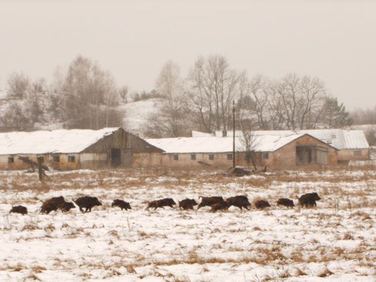 Os lobos reconquistam Chernobyl | Ciência | EL PAÍS Brasil