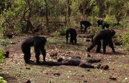 Vários chimpanzés examinam o cadáver de Foudouko.