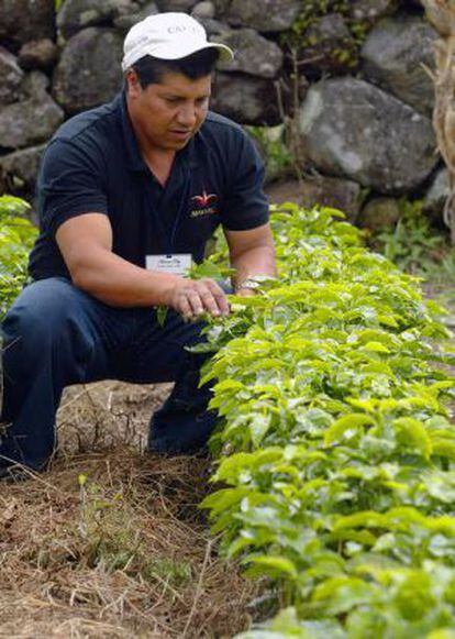 Antonio Pitty cultiva as plantas de geisha em Chiriquí, Panamá.