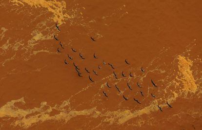 Seagulls fly near the mouth of the Rio Doce (Doce River), which was flooded with mud after a dam owned by Vale SA and BHP Billiton Ltd burst, as the river joins the sea on the coast of Espirito Santo, in Regencia Village, Brazil, November 22, 2015. REUTERS/Ricardo Moraes      TPX IMAGES OF THE DAY     