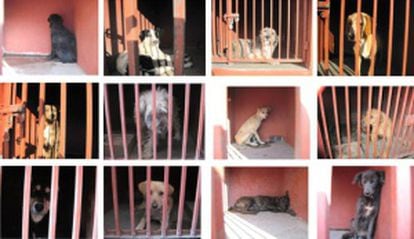 Cães capturados pela polícia mexicana após a morte de cinco pessoas.