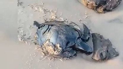 Tartaruga ferida pelo petróleo encontrada no litoral maranhense. REPRODUÇÃO