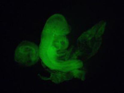 Um embrião de rato com células fosforescentes supostamente reprogramadas.