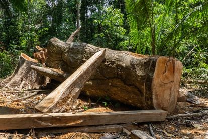 Uma árvore derrubada, supostamente de forma ilegal, na Amazônia peruana.