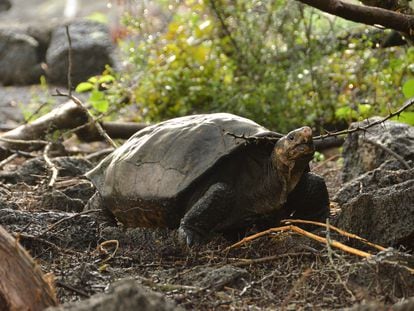 A tartaruga Fernanda, encontrada em 2019 numa zona isolada da ilha Fernandina, em Galápagos.
