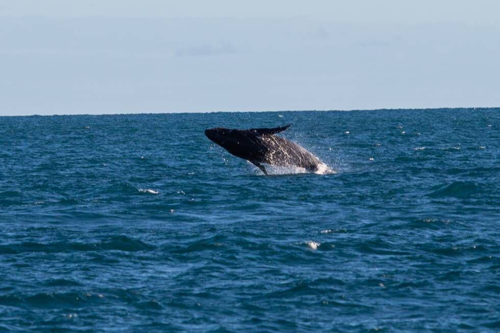 Abrolhos é um berçário das baleias jubarte.